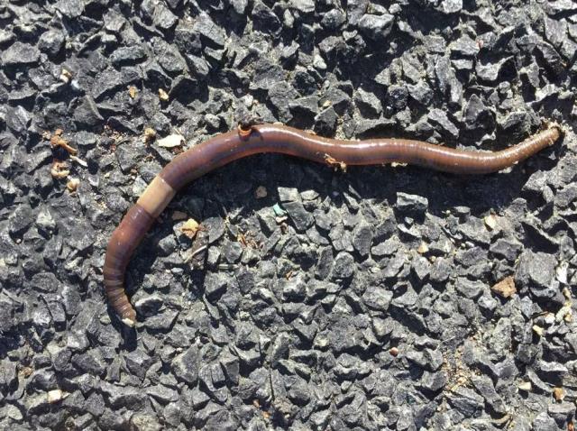 Rüyada vücudunda solucan görmek ne anlama gelir?