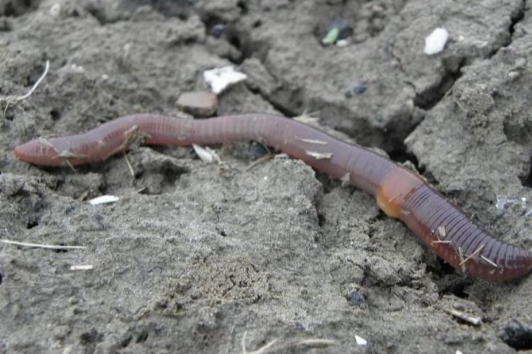 Rüyada suda solucan görmek ne anlama gelir?