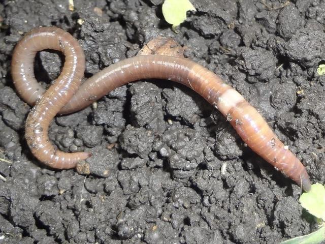 Rüyada solucan öldürmek ne anlama gelir?