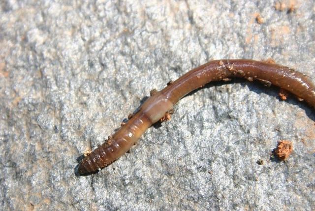 Rüyada solucan çıkarmak ne anlama gelir?