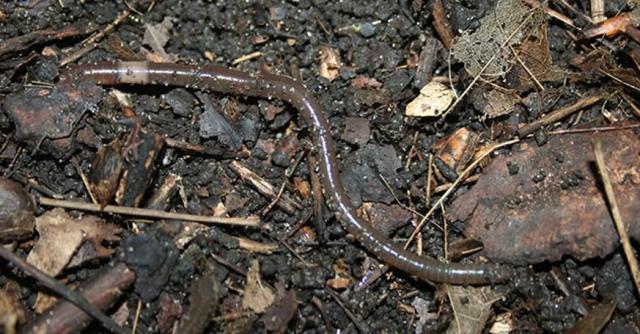 Rüyada solucan kusmak ne anlama gelir?