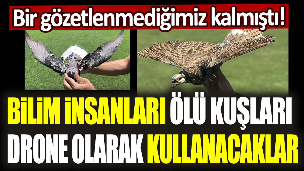 Drone olarak ölü kuşları kullanacaklar