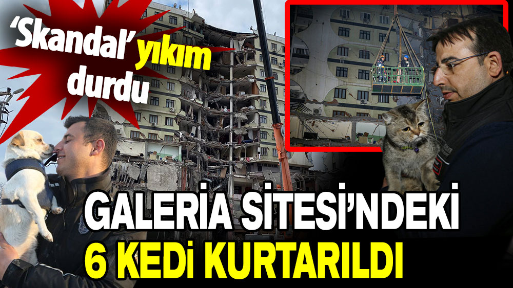 Skandal yıkım durmuştu: Galeria Sitesi’ndeki 6 kedi kurtarıldı!