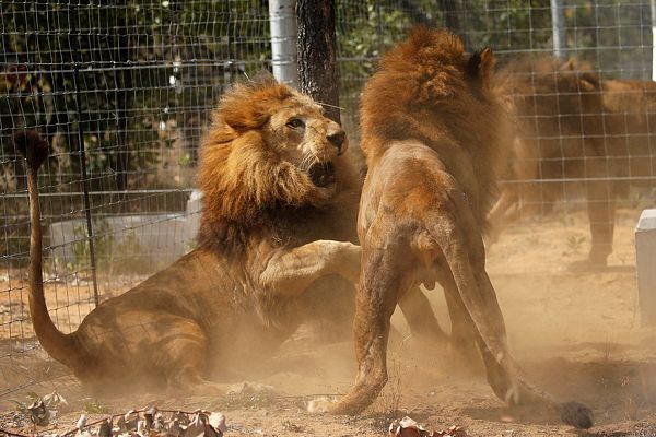 Araçtan kaçan aslan kayıplara karıştı!