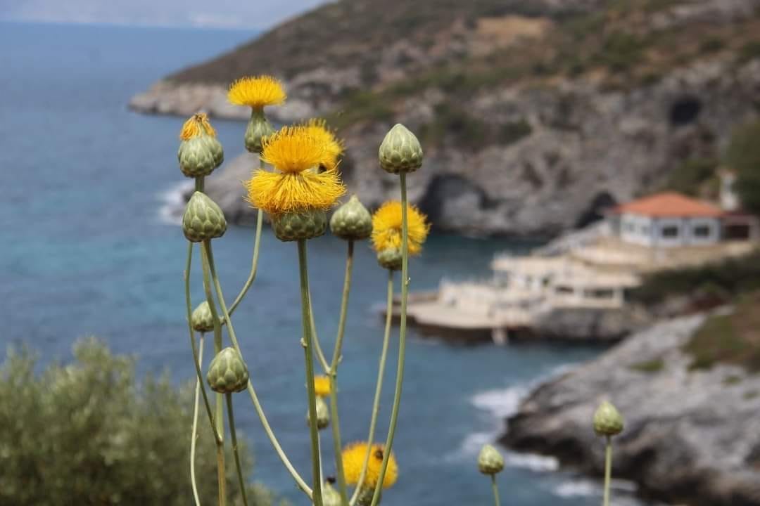 ‘Doğal Botanik Park'a koruma çemberi!