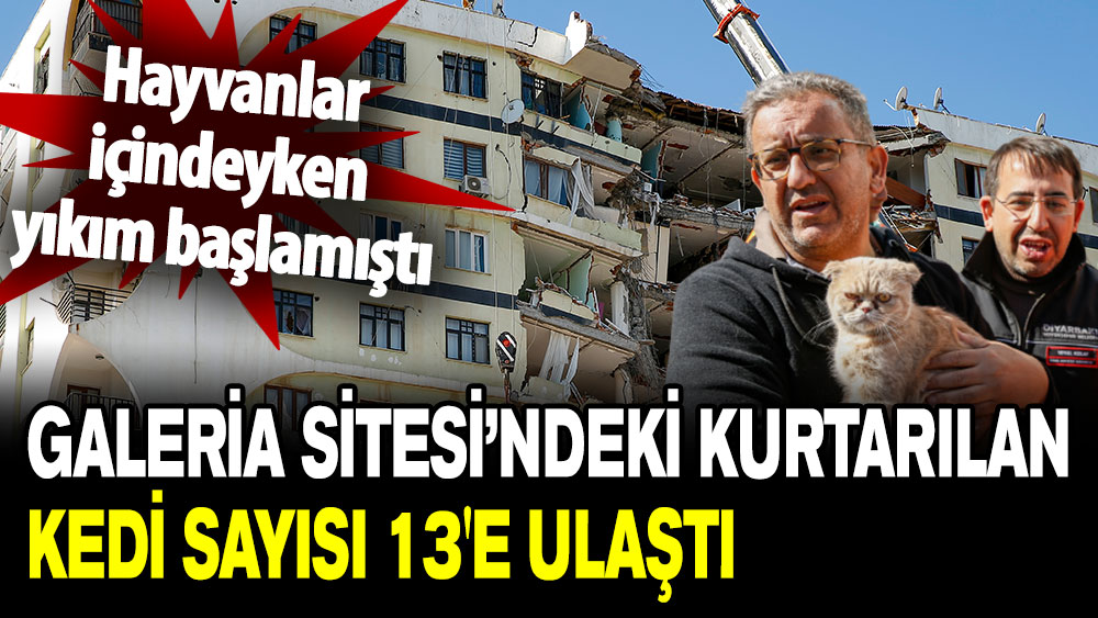 Galeria Sitesi’ndeki kurtarılan kedi sayısı 13'e ulaştı!