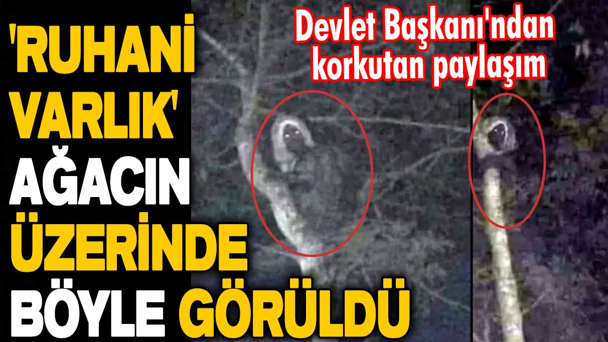 Devlet Başkanı'ndan korkutan paylaşım! 'Ruhani varlık' ağacın üzerinde böyle görüldü