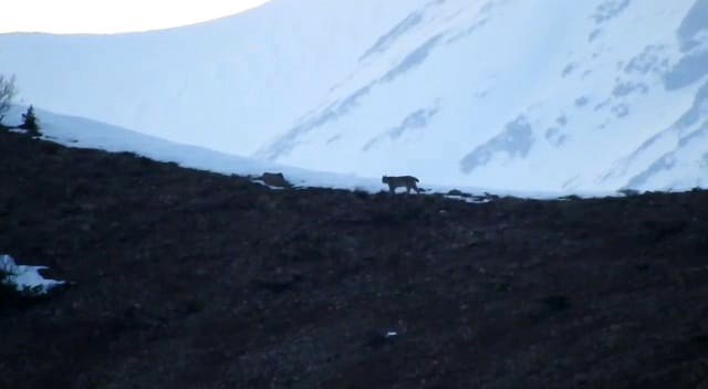 Nesli tükenmek üzere: Tunceli’de görüntülendi!