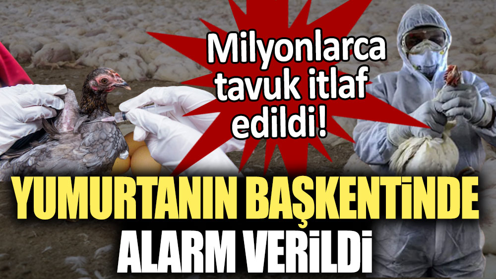 Milyonlarca tavuk itlaf edildi: Yumurtanın başkentinde alarm verildi!