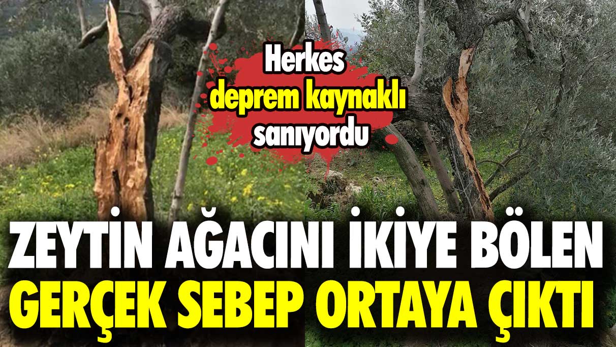 Herkes deprem kaynaklı sanıyordu: Zeytin ağacını ikiye bölen gerçek sebep ortaya çıktı!