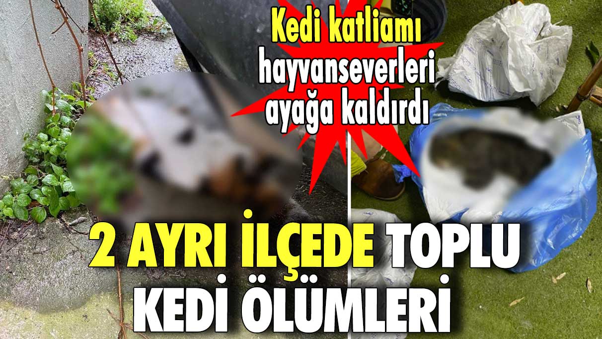 Kedi katliamı hayvanseverleri ayağa kaldırdı! 2 ayrı ilçede toplu kedi ölümleri