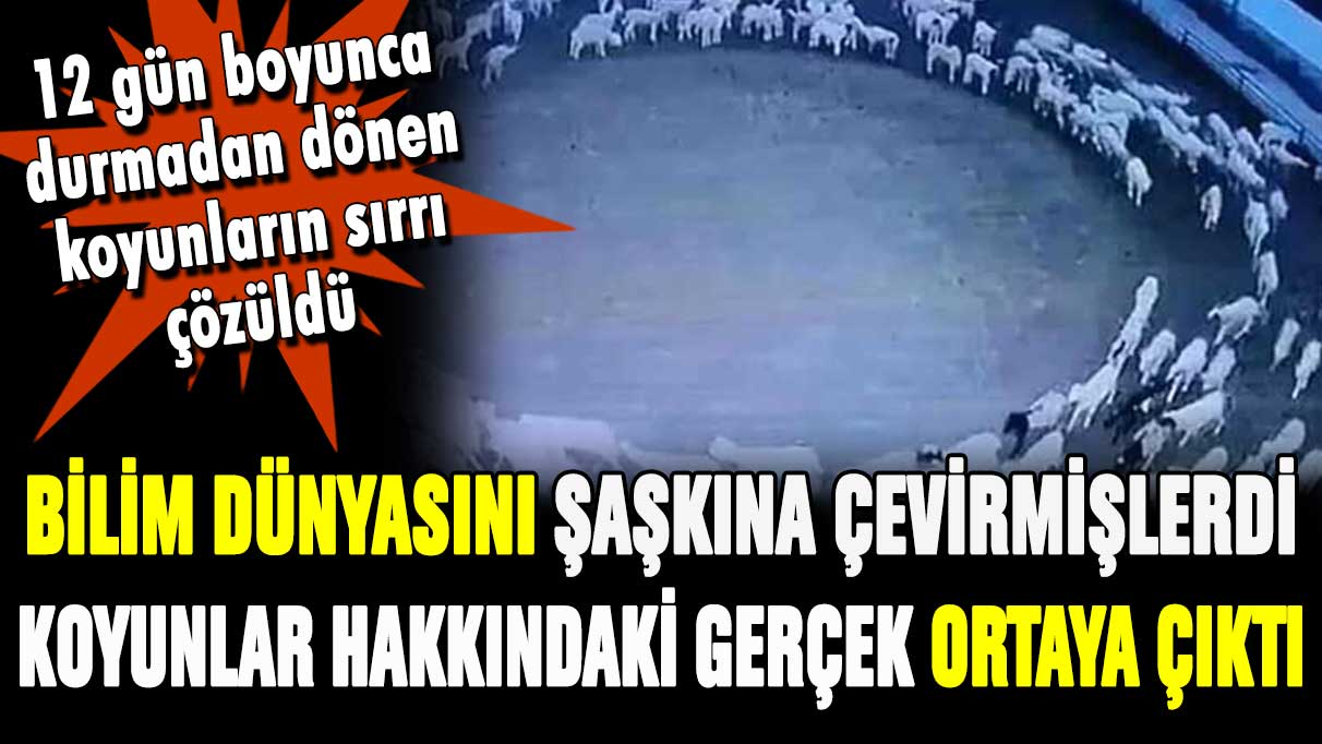 12 gün boyunca durmadan kendi etraflarında dönen koyunların sırrı çözüldü