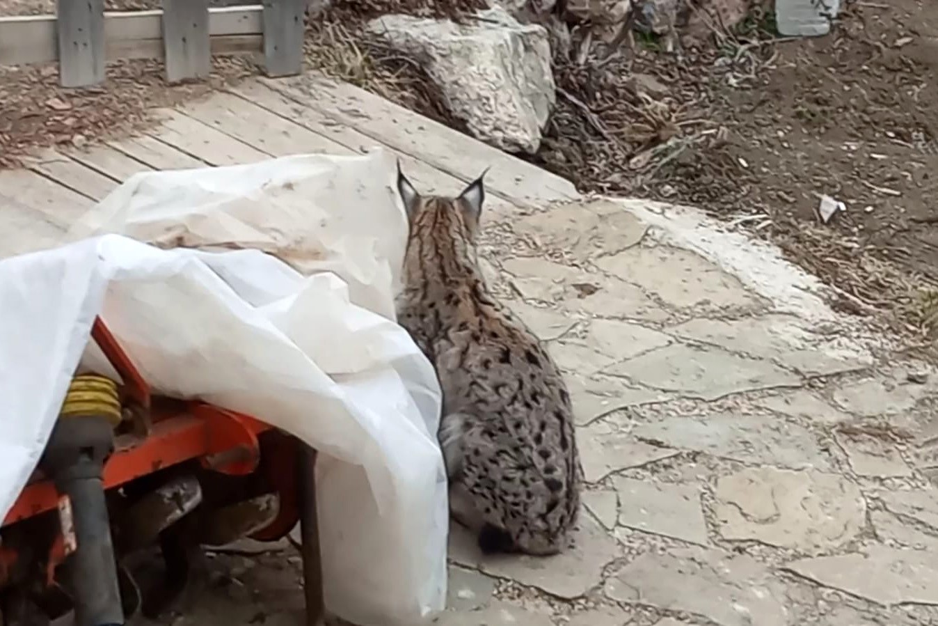 Ormanın hayaleti köy evinin bahçesinde görüntülendi!