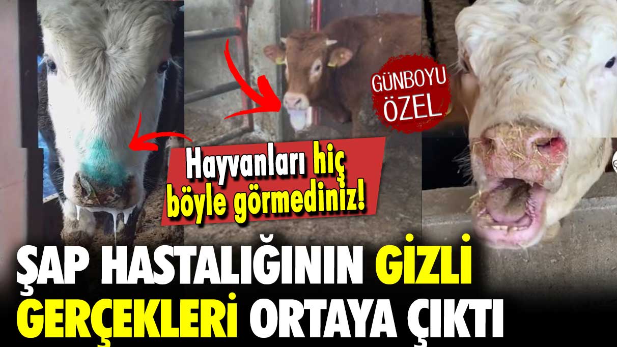 Şap hastalığının gizli gerçekleri ortaya çıktı: Hayvanları hiç böyle görmediniz!