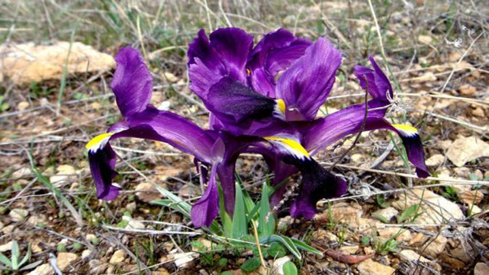 Nevruz çiçeği nedir? Faydaları nelerdir?