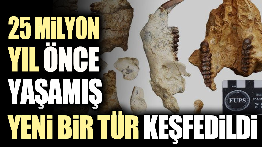 25 milyon yıl önce yaşamış yeni bir hayvan türü keşfedildi