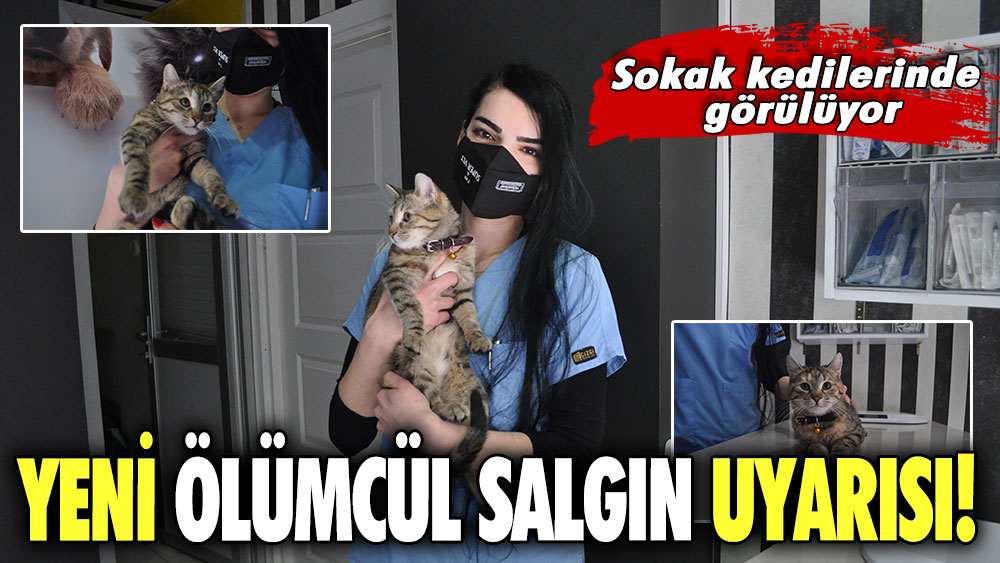 Yeni ölümcül salgın uyarısı! Sokak kedilerinde görülüyor