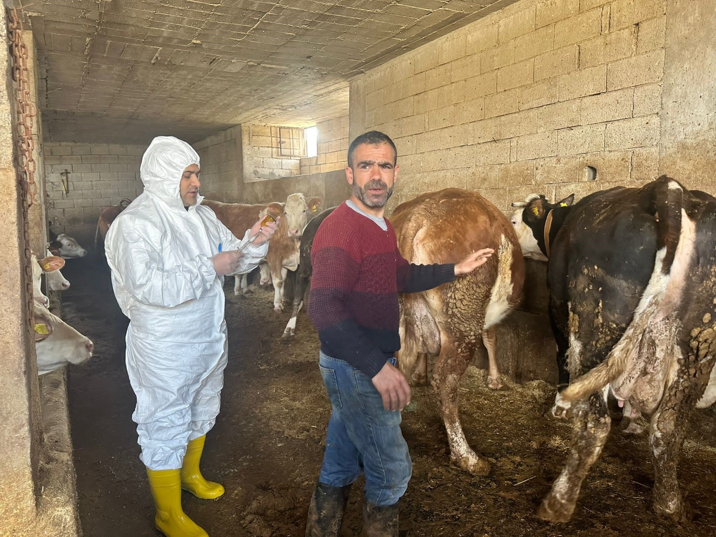 Şap hastalığı için ilk etap aşılama tamamlandı