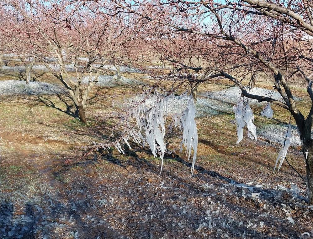 Malatya'da kayısıyı don vurdu