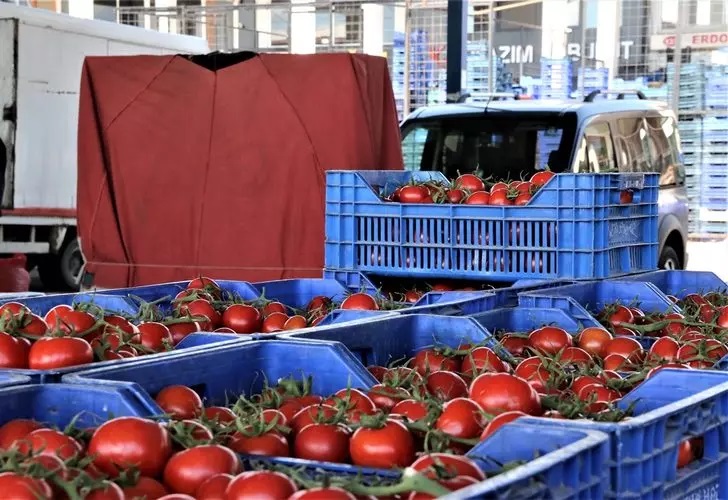 Antalya'da domatesin fiyatı düştü!