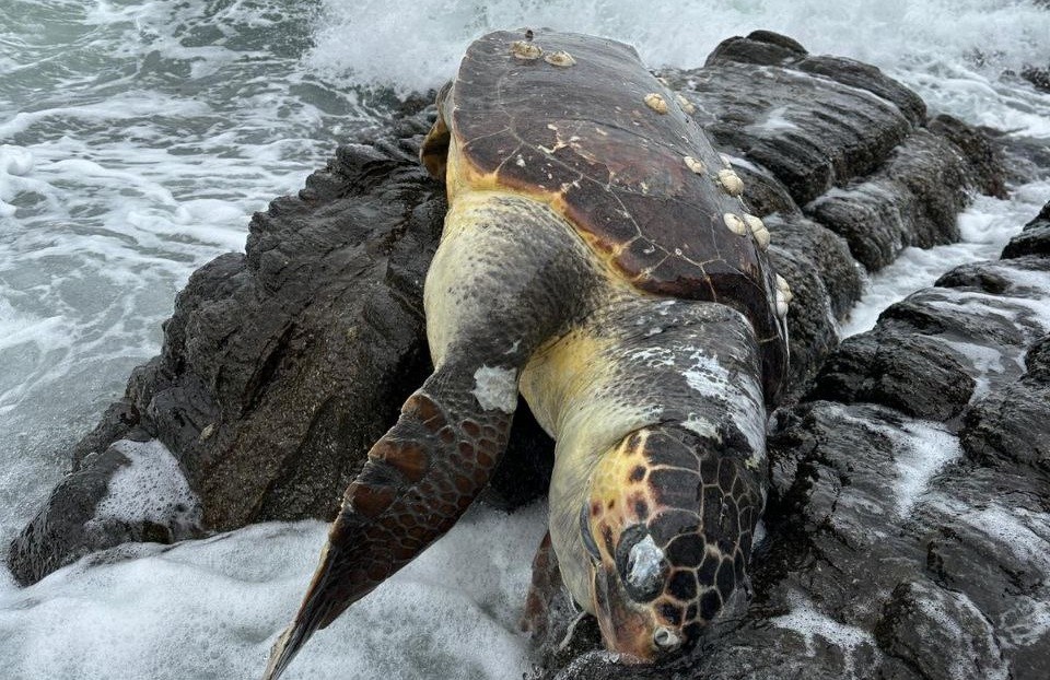 Balıkesir'de Caretta Caretta kıyıya vurdu