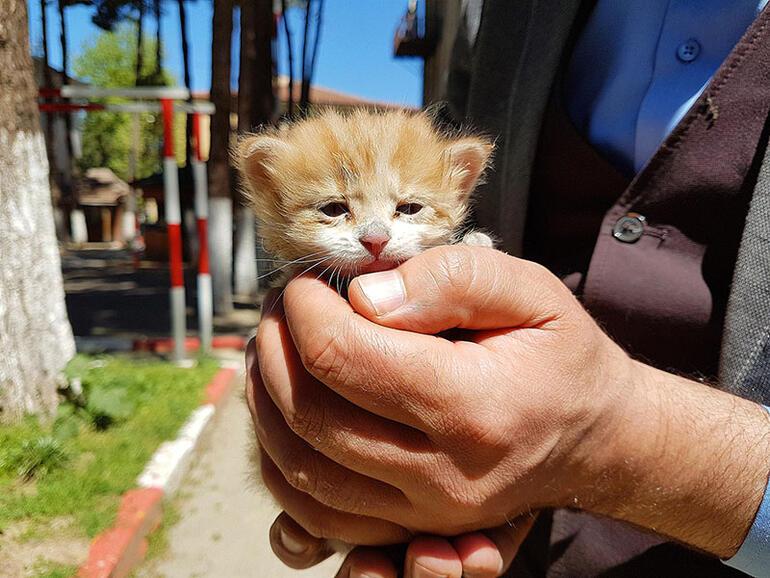 Muğla'da su kuyusuna düşen kediyi itfaiye kurtardı