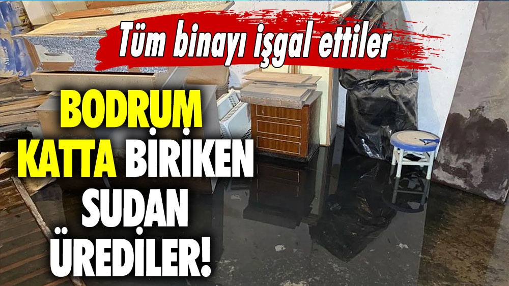 Tüm binayı işgal ettiler! Bodrum katta biriken sudan ürediler!