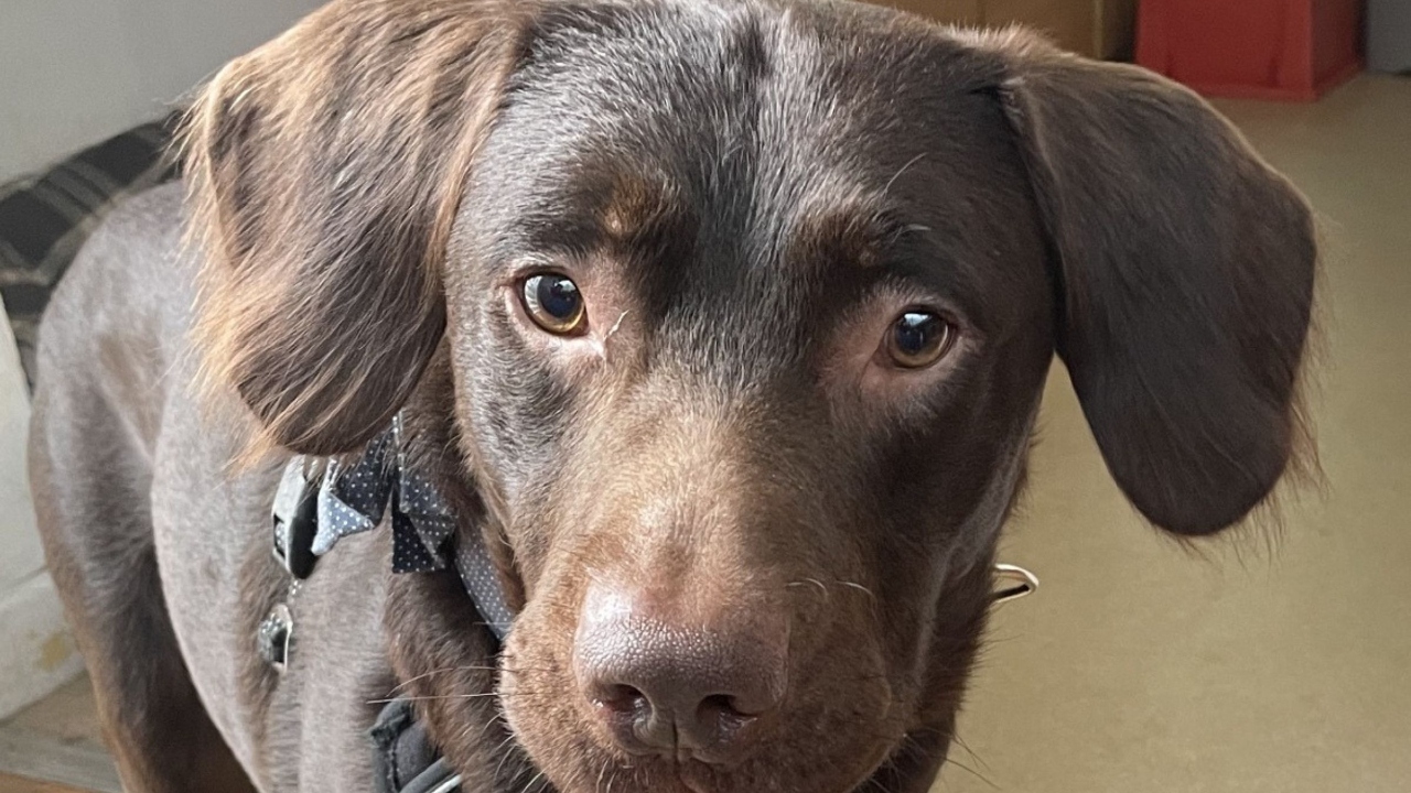 Bir köpek alkolik oldu! Tedavi görmeye başladı!