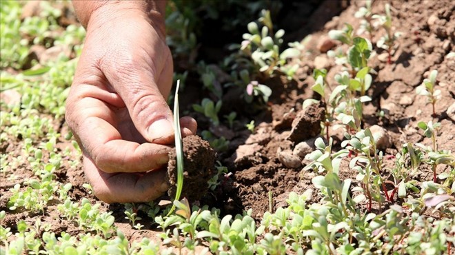 Deprem bölgesinde sertifikalı tohum desteği artırıldı