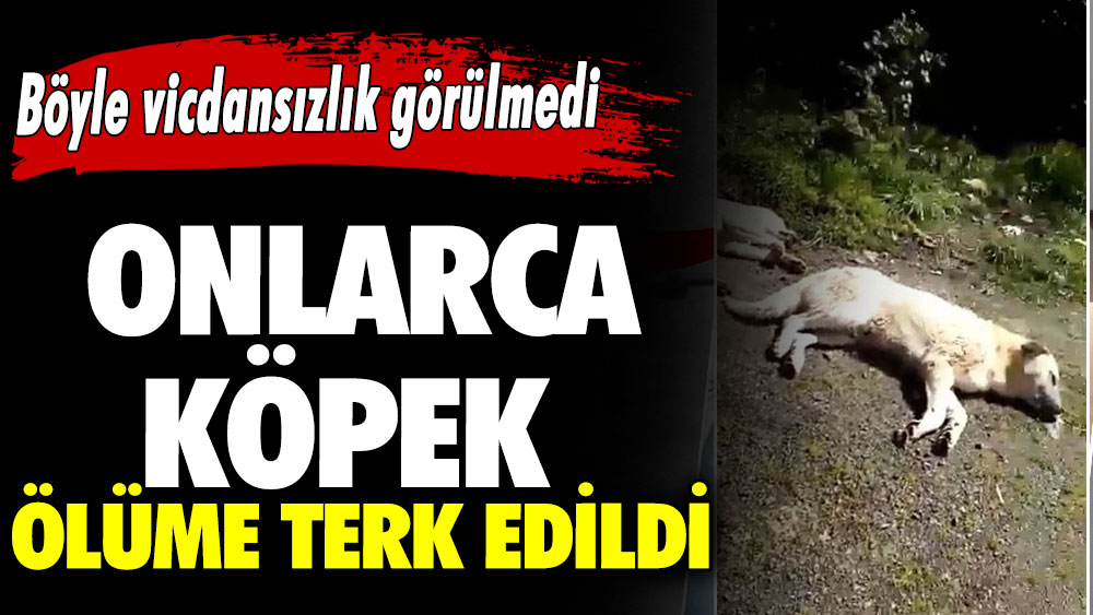 Böyle vicdansızlık görülmedi! Onlarca köpek ölüme terk edildi