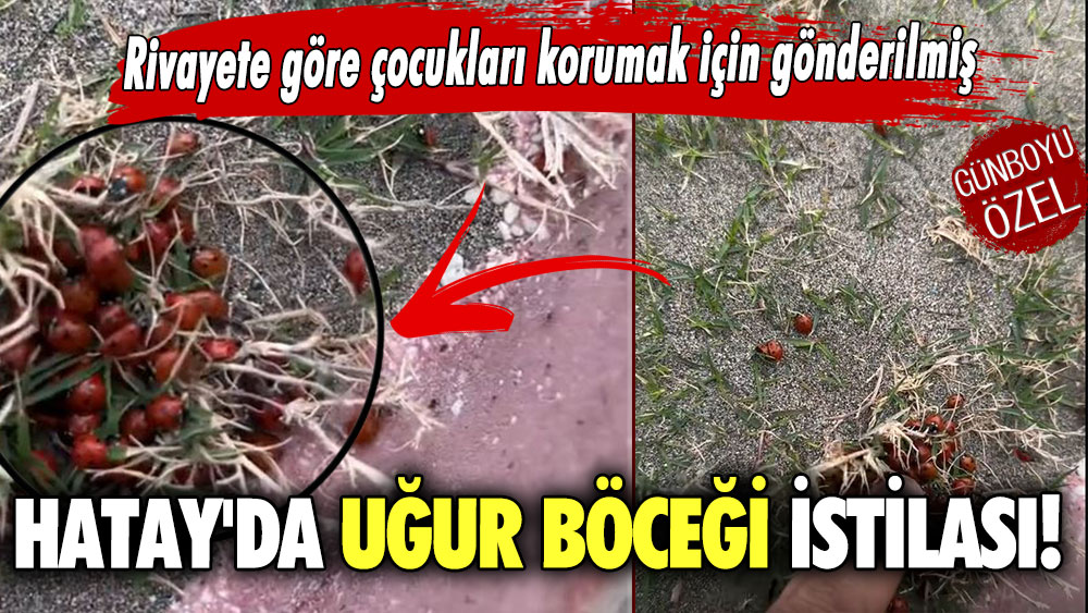 Hatay'da Uğur Böceği istilası! Rivayete göre çocukları korumak için gönderilmiş