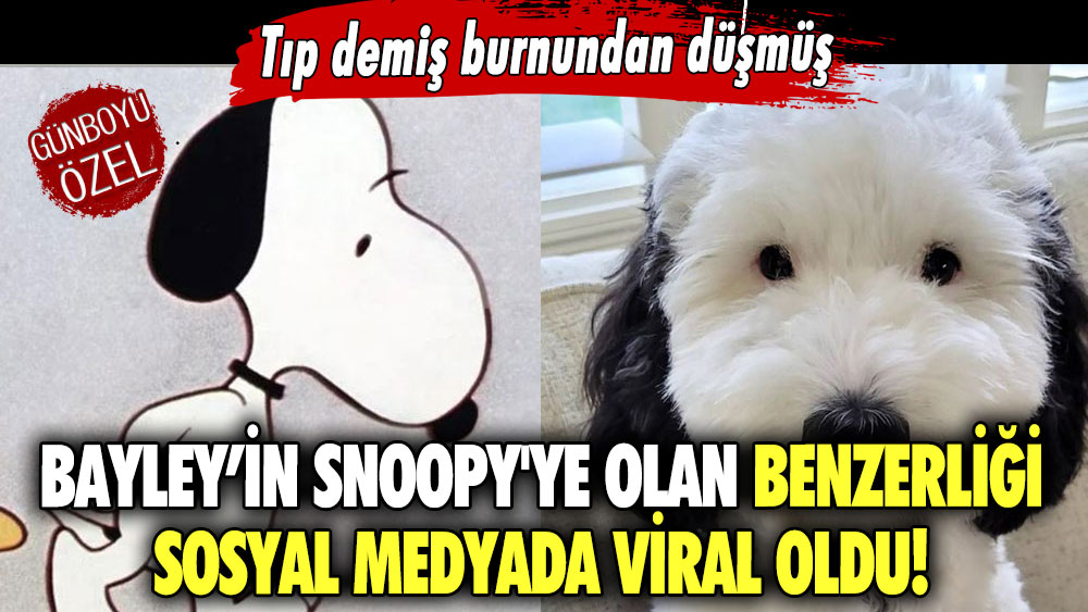 Bayley’in Snoopy'ye olan benzerliği sosyal medyada viral oldu! Tıp demiş burnundan düşmüş