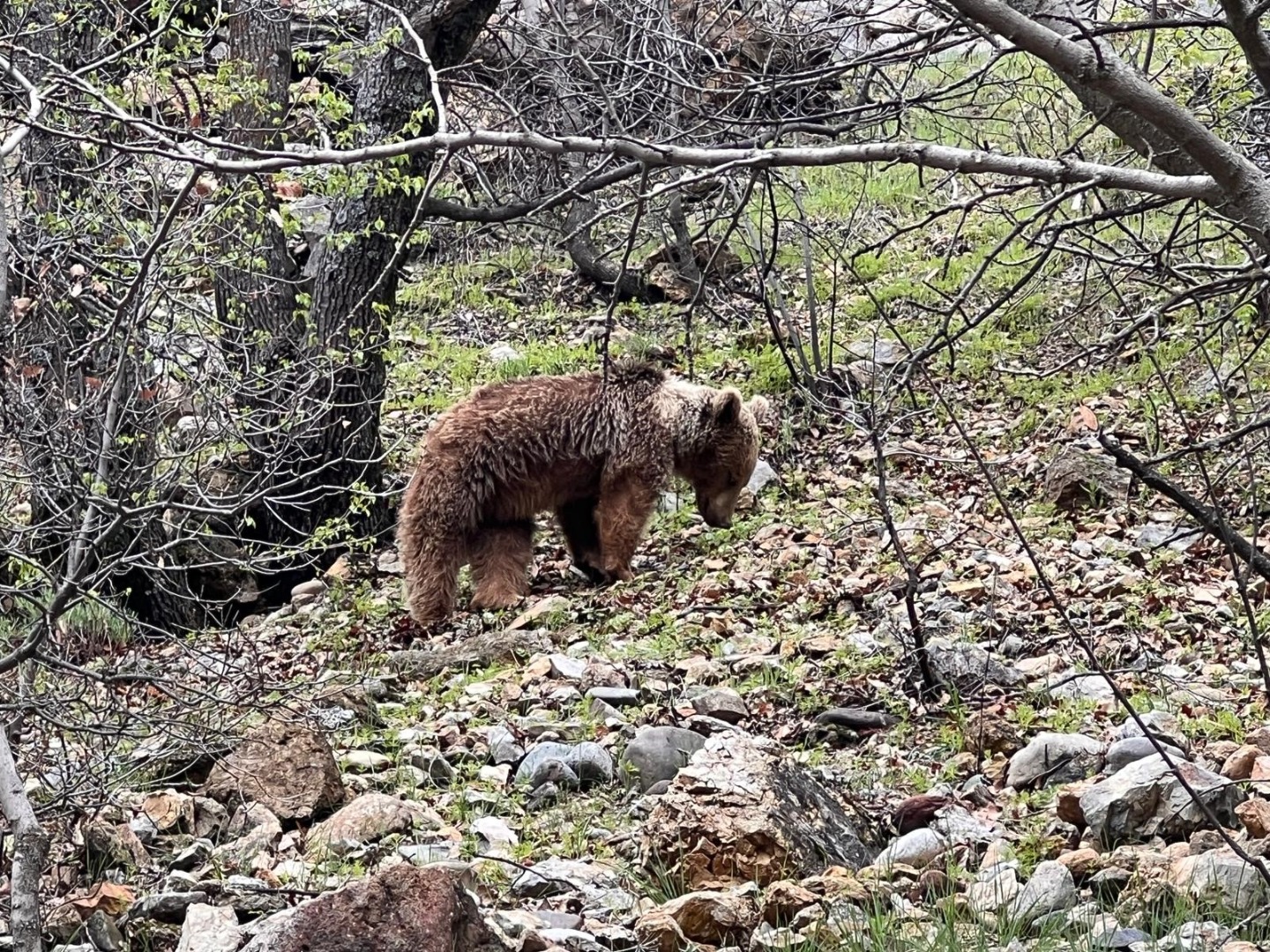 Munzur Vadisi'nde bozayı görüntülendi