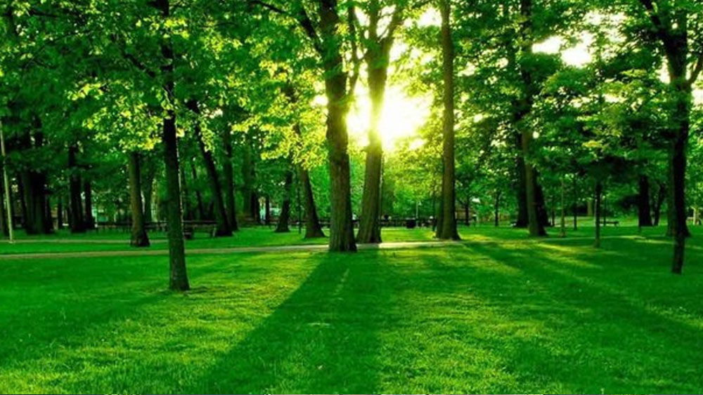 Rüyada yeşil renk görmek ne anlama geliyor?