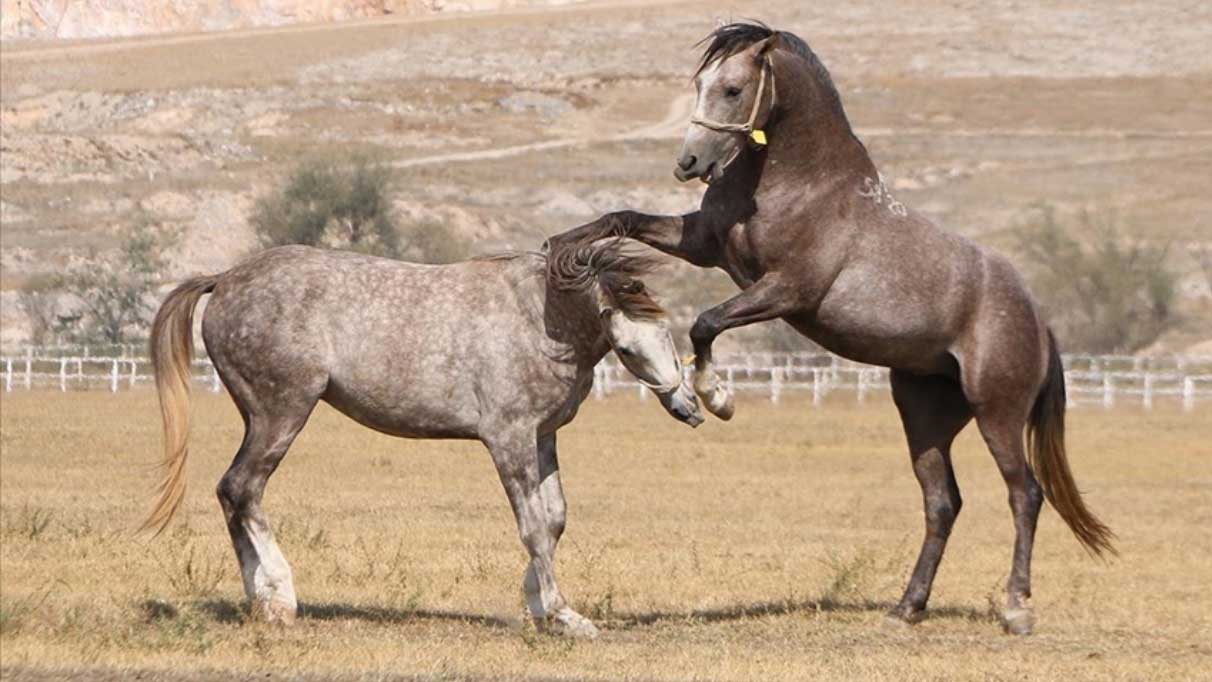 TİGEM bu yıl şampiyon adayı 319 safkan Arap tayı satacak