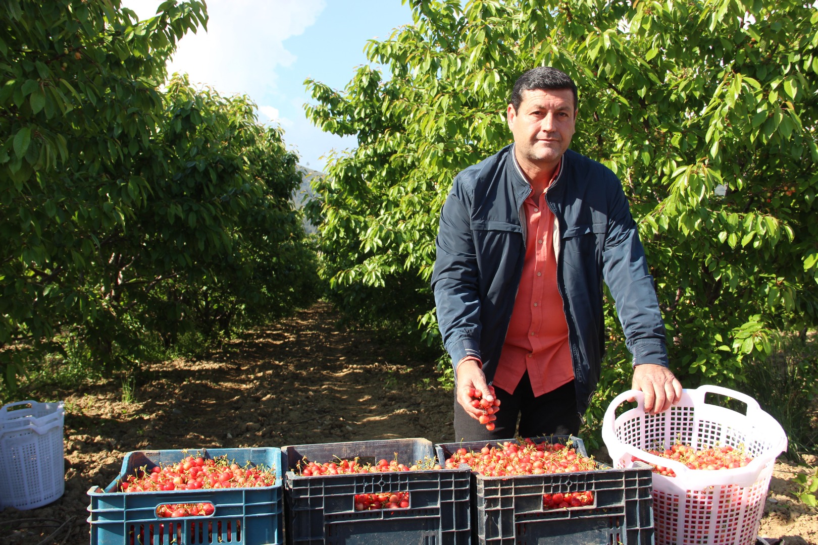 Sezonun ilk kirazı rekor fiyata satıldı