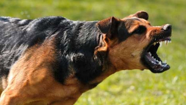 Köpeklerin saldırdığı çocuk ölümden döndü