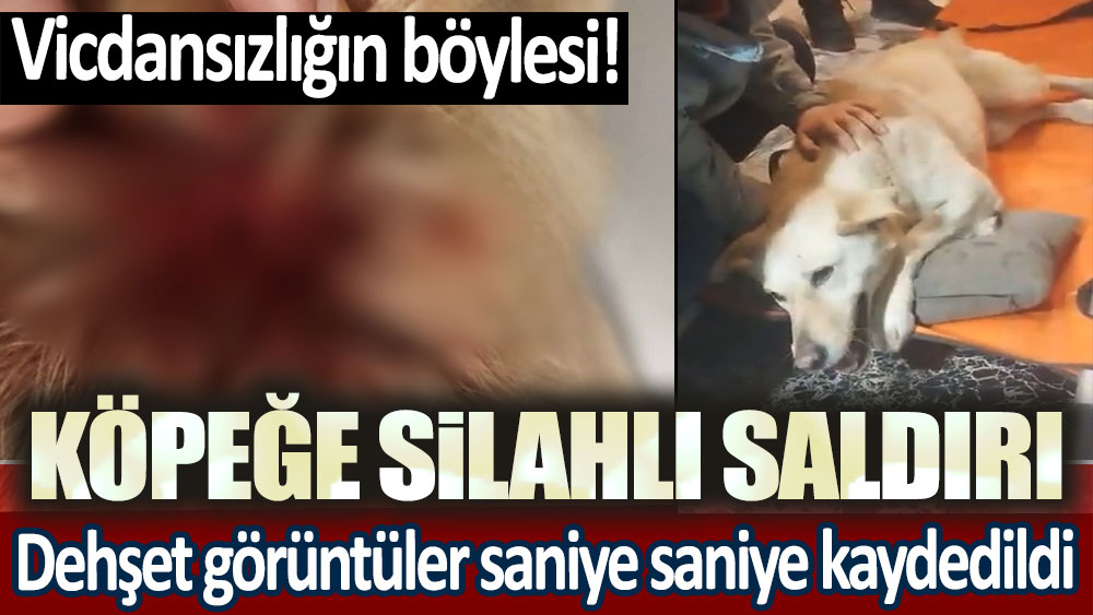 Vicdansızlığın böylesi: Köpeğe silahlı saldırı!