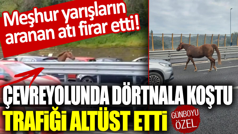 Meşhur yarışların aranan atı firar etti: Çevreyolunda dörtnala koştu! Trafiği birbirine kattı