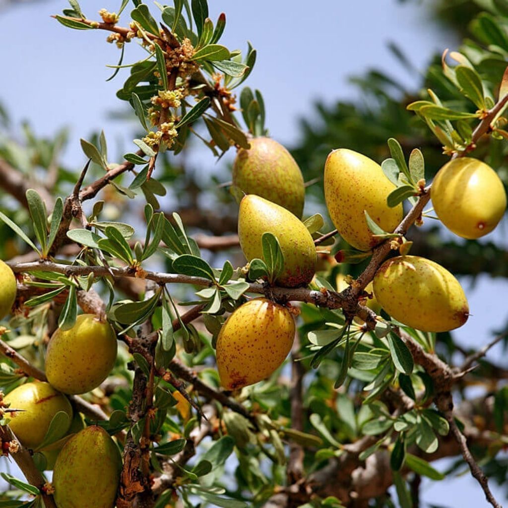 Argan yağı neye iyi gelir?