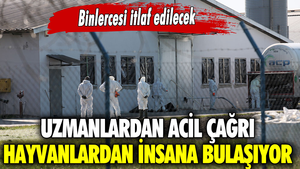 Binlercesi öldürülecek! Uzmanlardan acil çağrı hayvanlardan  insana bulaşıyor