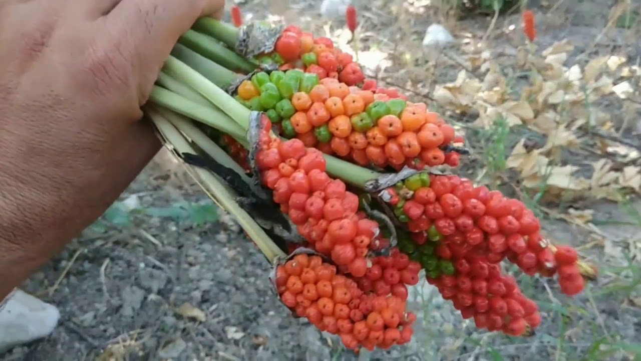 Yılan otunun faydaları nelerdir?