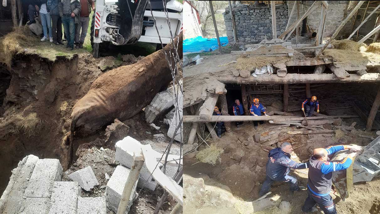 Erzurum’da ahır çöktü: 3 hayvan telef oldu!