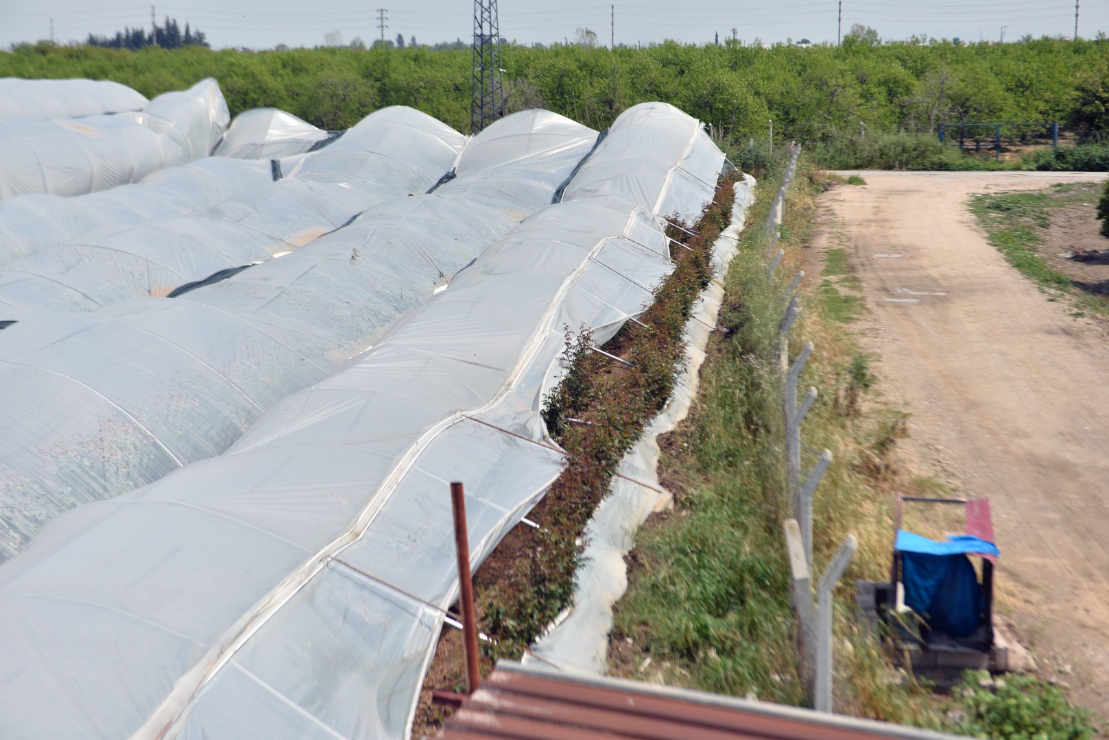 Adana’da dolu gül bahçelerini talan etti