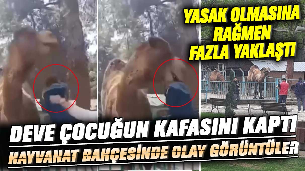 Yasak olmasına rağmen fazla yaklaştı, deve çocuğun kafasını kaptı! Hayvanat bahçesinde olay görüntüler