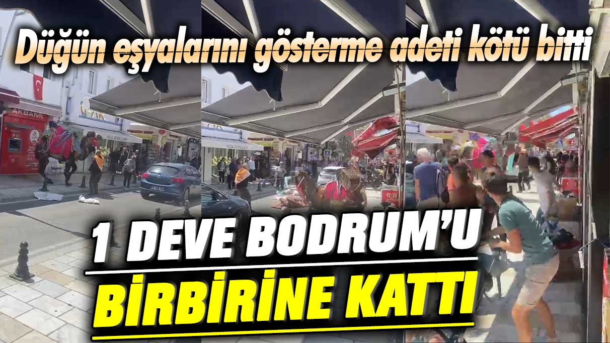 Bir deve Bodrum'u birbirine kattı! Düğün eşyası gösterme adeti kötü bitti