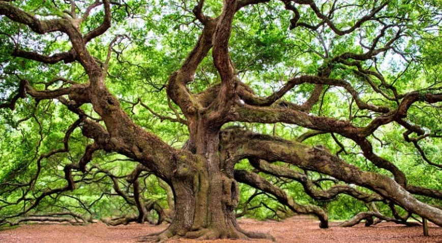 Rüyada ağaç görmek ne anlama gelir