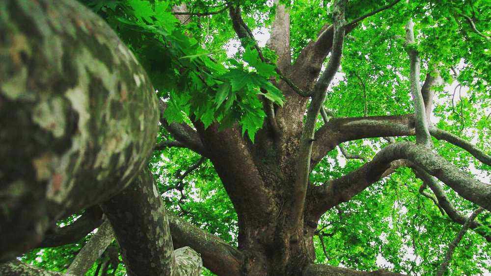 Rüyada çınar ağacı görmek ne anlama geliyor
