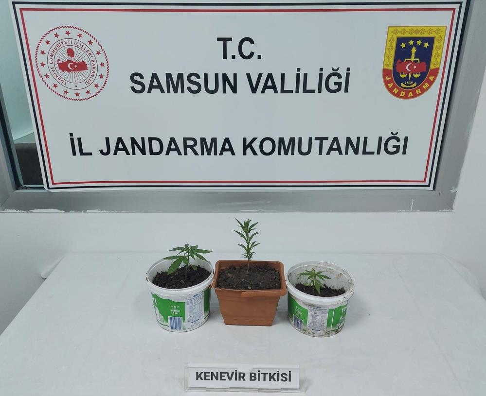 Samsun'da kenevir baskını: 1 gözaltı