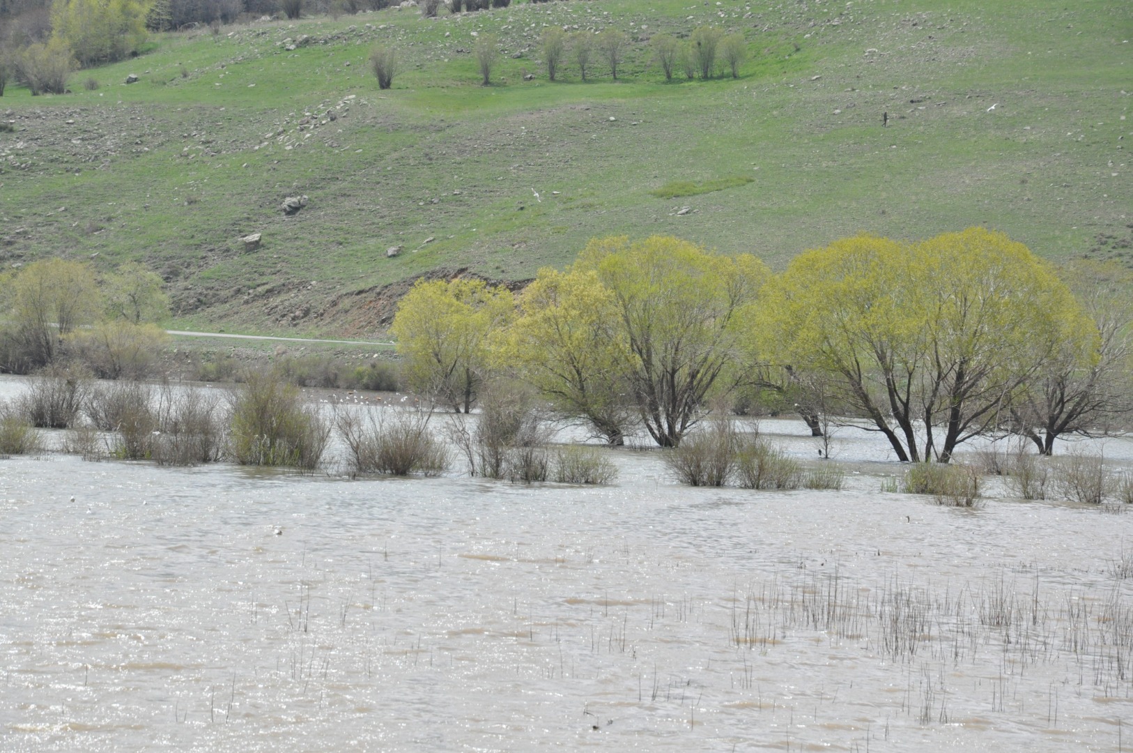 Kars’ta ağaçlar baraj suları altında kaldı